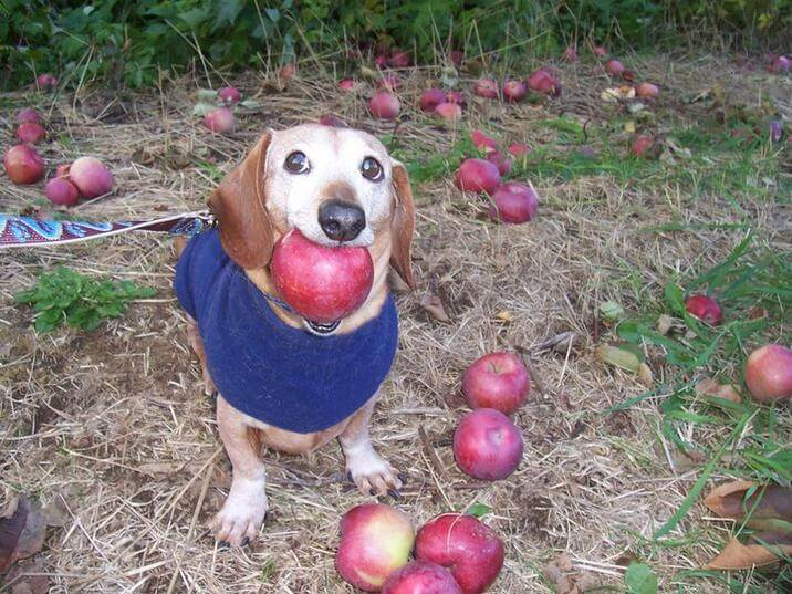 The original "Dog With Apple" photo